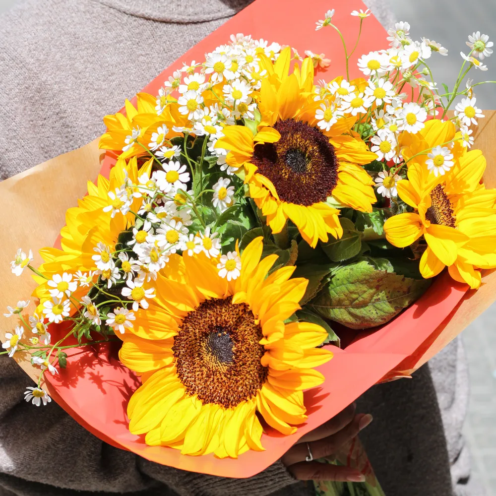 Girasoles