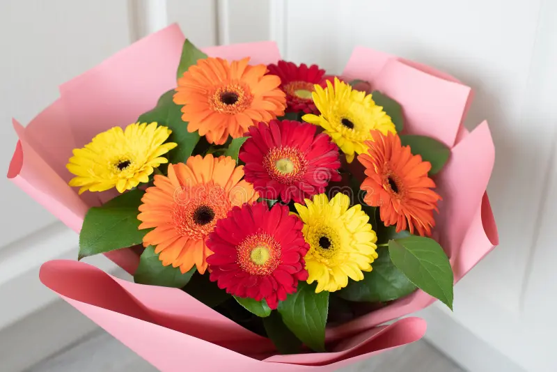 Amanecer de Gerberas 